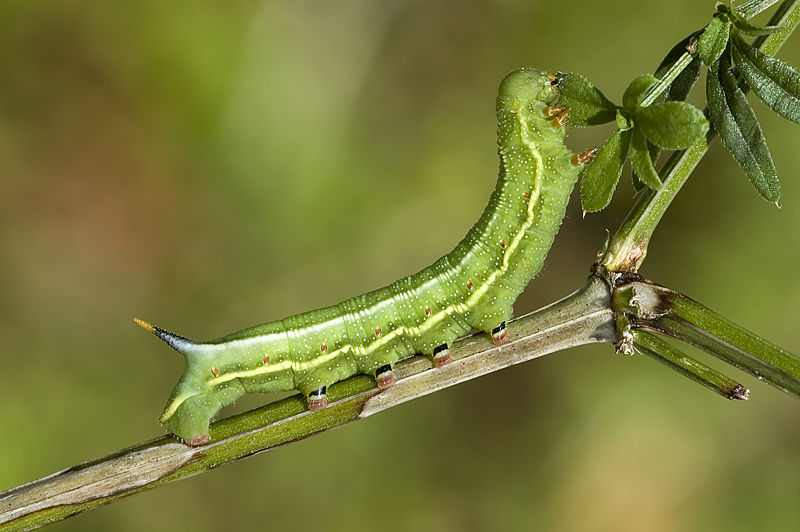 File:Macroglossum.stellatarum.caterpillar.3088.Liosi.jpg