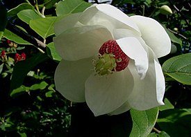 Pensasmagnolia (Magnolia sieboldii)