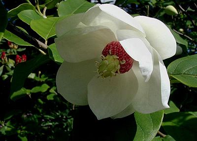 Magnolia-sieboldii.JPG