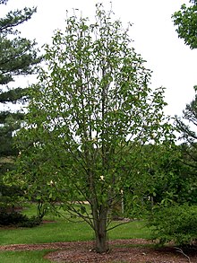 Magnolia officinalis habit.jpg