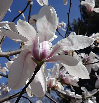 <i>Magnolia zenii</i> Species of tree