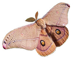 Vira imperiestro Gum Moth.jpg