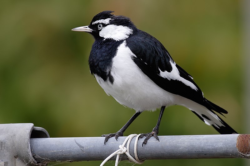 File:Male magpie lark in suburban garden.jpg