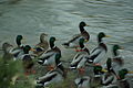 Mallards by the Red Cedar on the MSU campus.