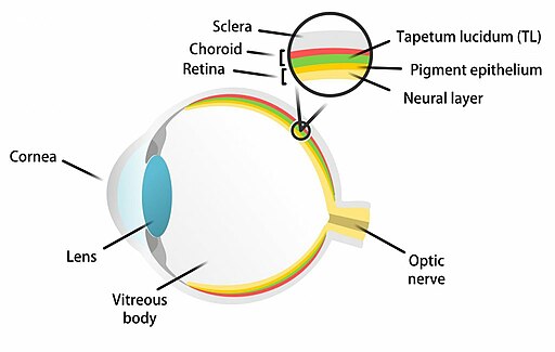 Mammal eye structure (tapetum lucidum)