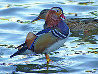 Mandarin Duck (Aix galericulata) (10930036784).jpg