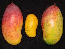 Mango VALENCIA KEBANGGAAN ATAULFO VALENCIA KEBANGGAAN Asit.jpg