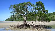 Thumbnail for Australian mangroves