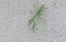 Archivo: Mantis - en una pared - kanagawa - 22 de agosto de 2021.webm