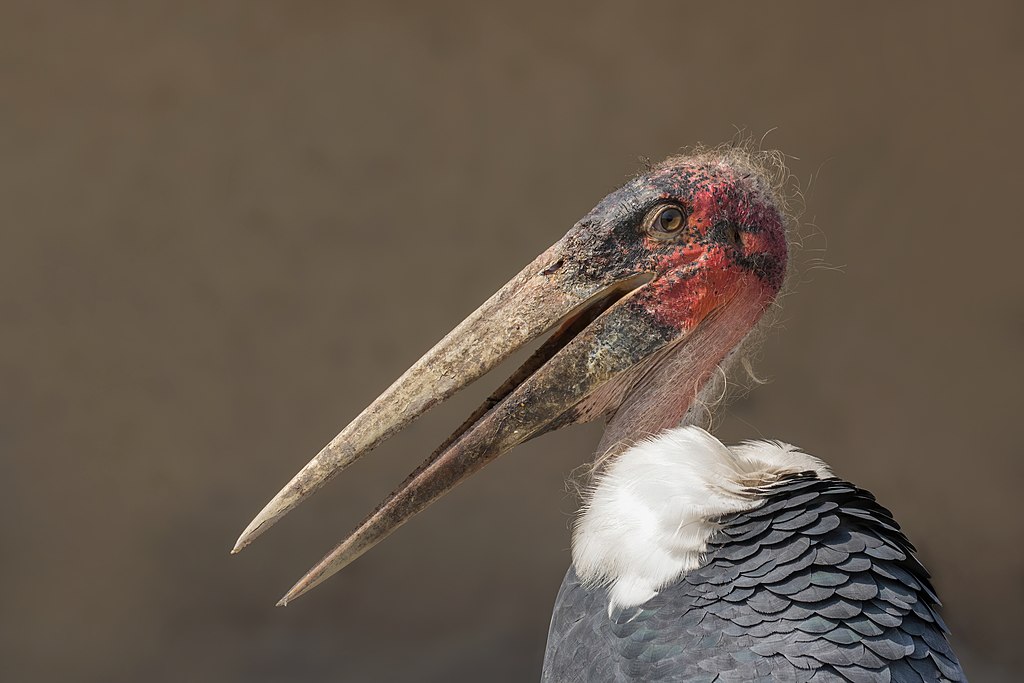 Marabou stork (Leptoptilos crumenifer) head.jpg