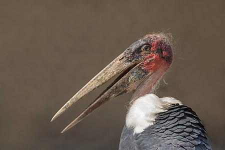 Leptoptilos crumenifer (Marabou Stork head)