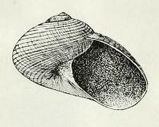 <i>Margarites albolineatus</i> Species of gastropod