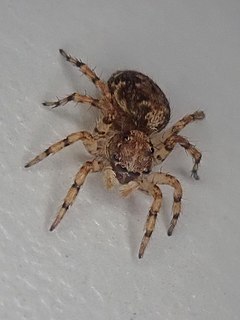 <i>Marma</i> (spider) Genus of spiders