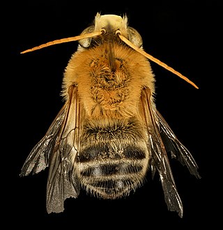 <i>Martinapis</i> Genus of bees