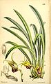 Masdevallia civilis plate 5476 in: Curtis's Bot. Magazine (Orchidaceae), vol. 90, (1864)