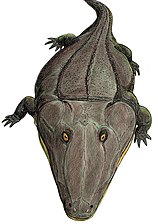 A reconstruction of M. torvus Mastodonsaurus3.jpg