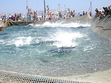 Una fase della mattanza, la pesca dei tonni, foto del 2002