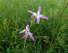 Matthiola in Behbahan