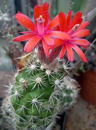 <i>Matucana tuberculata</i> Species of cactus