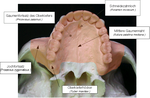 Vorschaubild für Tuber maxillae