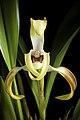 Maxillaria longipetala