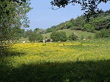 Padang rumput dekat Roebuck Pertanian (geograph 1900630).jpg