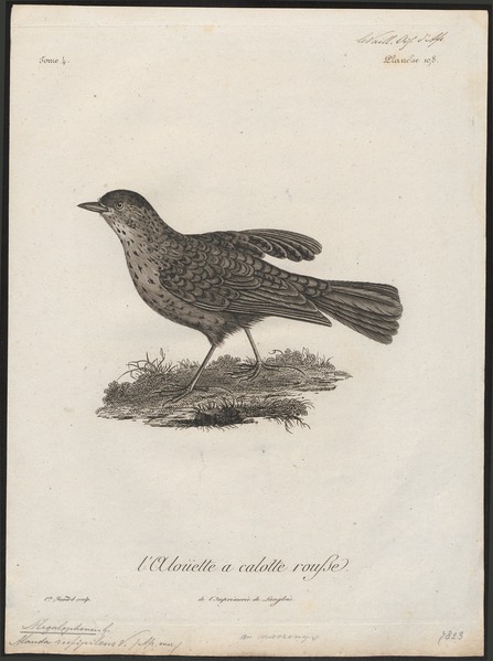 File:Megalophonus rufipileus - 1796-1808 - Print - Iconographia Zoologica - Special Collections University of Amsterdam - UBA01 IZ16100385.tif