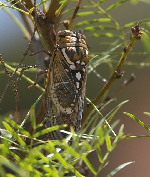 File:Megatibicen dorsatus P1210503a.jpg