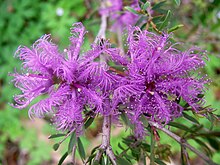 Melaleuca thymifolia RBGS.JPG