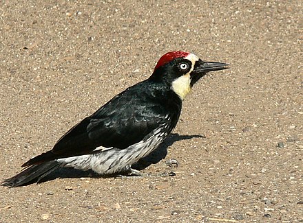 Acorn woodpecker near Cachuma Lake