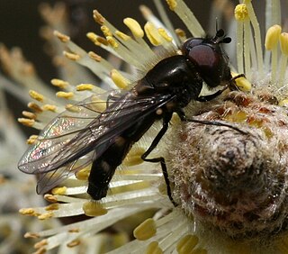 <i>Melangyna quadrimaculata</i> Species of fly