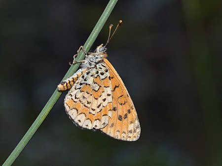 Melitaea trivia