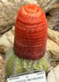 Szczytowe cefalium u Melocactus matanzanus