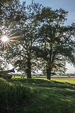 Mertingen gallows oak 033.jpg