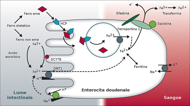 File:Metabolismo del ferro.jpg