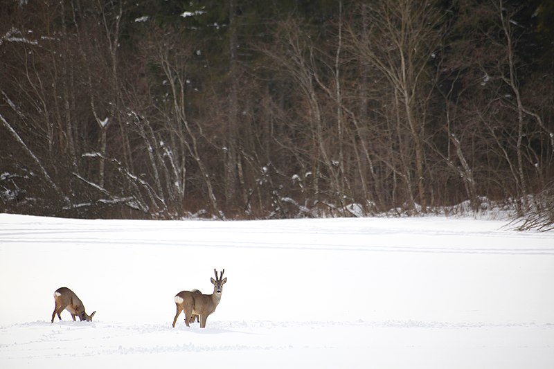 File:Metskitsed lume alla mattunud põllult toitu otsimas. Järva-Jaani kandis, 2016. aastal..jpg