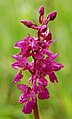 Orchis × loreziana Germany - Rhön