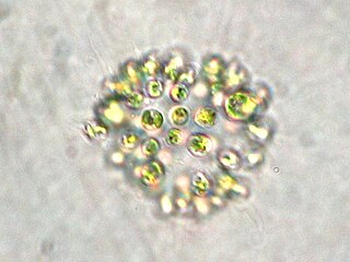 <span class="mw-page-title-main">Microcystis aeruginosa</span> Species of bacterium