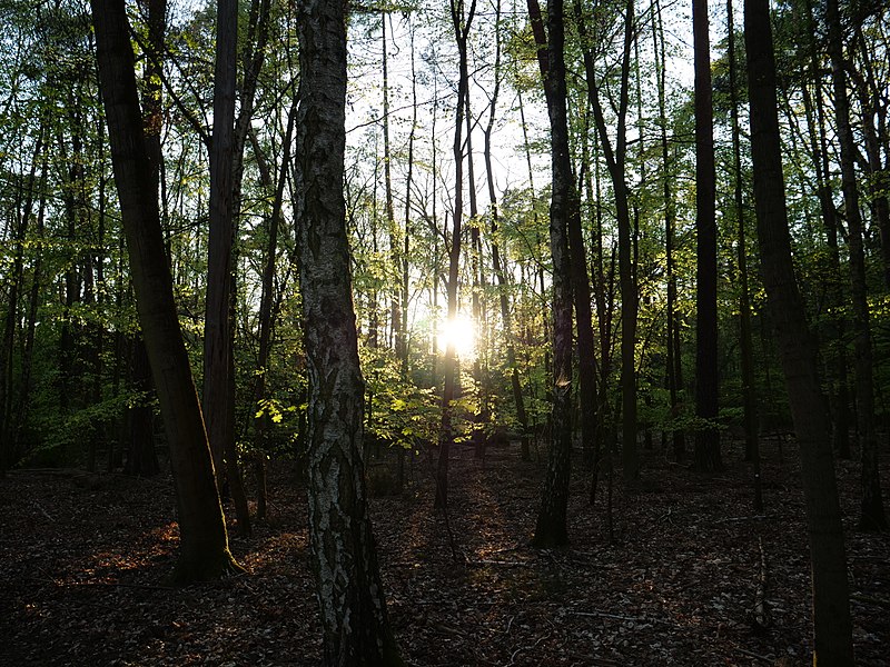 File:Mixed coniferous forest in the Spandauer Forst 1.jpg