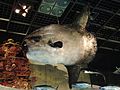largest taxidermy of Mola mola