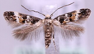 <i>Mompha lacteella</i> Species of moth