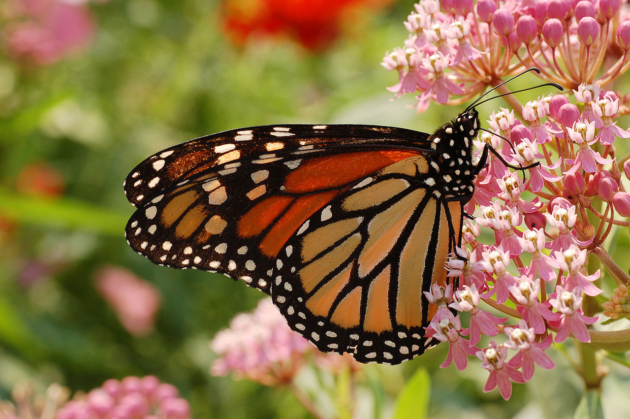 Monarch Nectaring on Milkweed Flowers