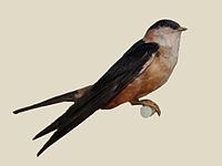 Swallow, Mosque Cecropis senegalensis