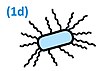 Motility cartoon type 1d