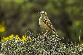 Mountain Pipit - Natal - South Africa S4E7209 (16378615434).jpg