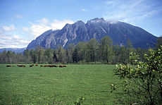 Mt si va meadowbrook sigirlari.jpg