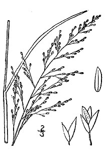 <i>Muhlenbergia torreyana</i> Species of grass