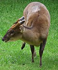 Miniatura per Muntjac