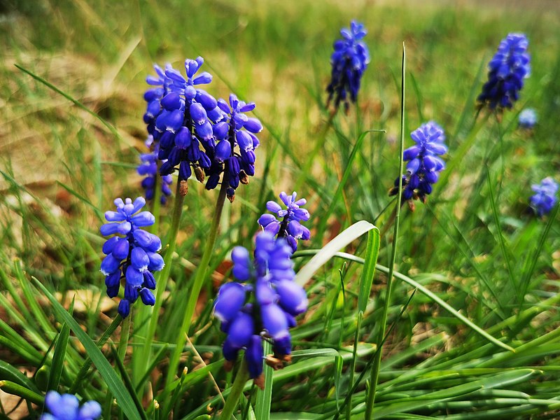 File:Muscari in Hesse.jpg