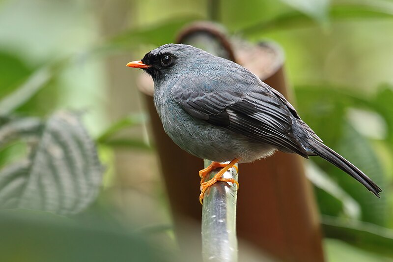 File:Myadestes melanops Monteverde.jpg